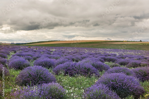 Fototapeta Naklejka Na Ścianę i Meble -  Flowering of lavender in hilly terrain. Dramatic sky.
