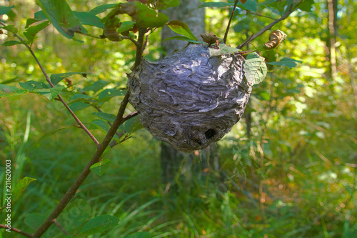 Round nest of paper wasp on branch (live) photo