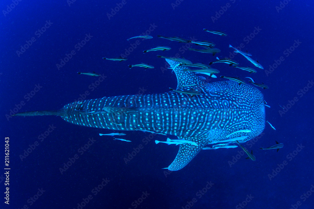 Fototapeta premium Whale Shark