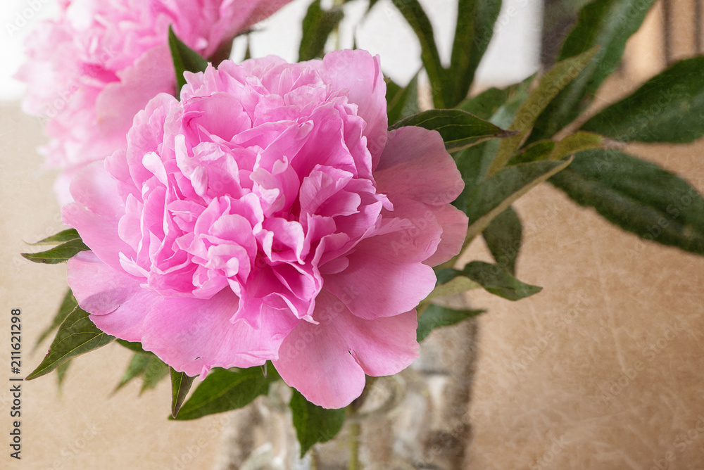 Pfingstrose / rosa Pfingstrose