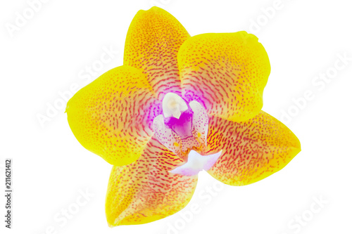 Beautiful rare orchid in pot on white background