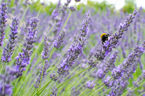 Fototapeta Naklejka Na Ścianę i Meble -  Detail of lavender field with a bumblebee
