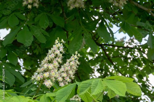 Blooming chestnut tree