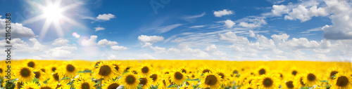 Summer Landscape of Golden Sunflower Field
