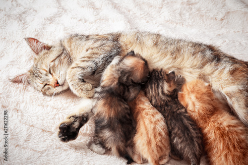 Mother cat nursing baby kittens
