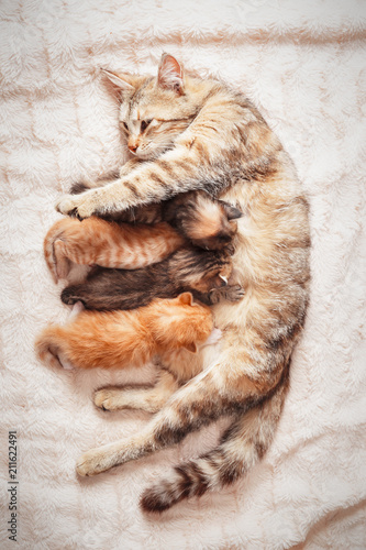 Mother cat nursing baby kittens