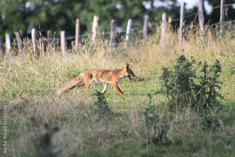 Renard à l'aventure Renard à l'aventure