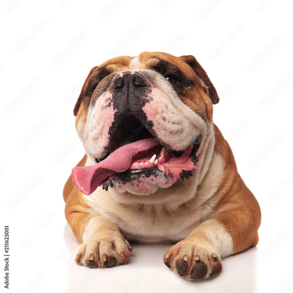 cute lying english bulldog with tongue exposed looks to side