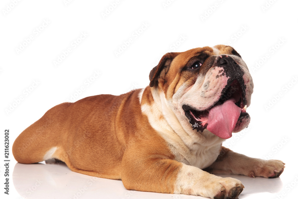 side view of cute panting english bulldog relaxing