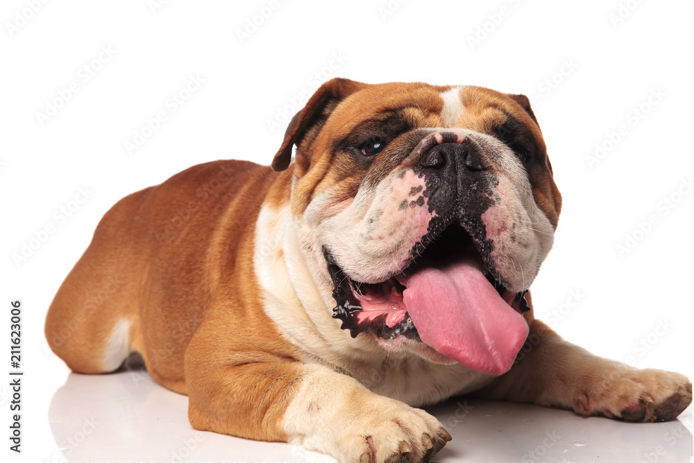 adorable lying brown and white english bulldog with tongue exposed