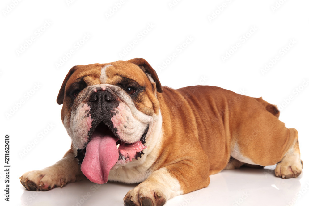 cute lying brown and white bulldog looks to side