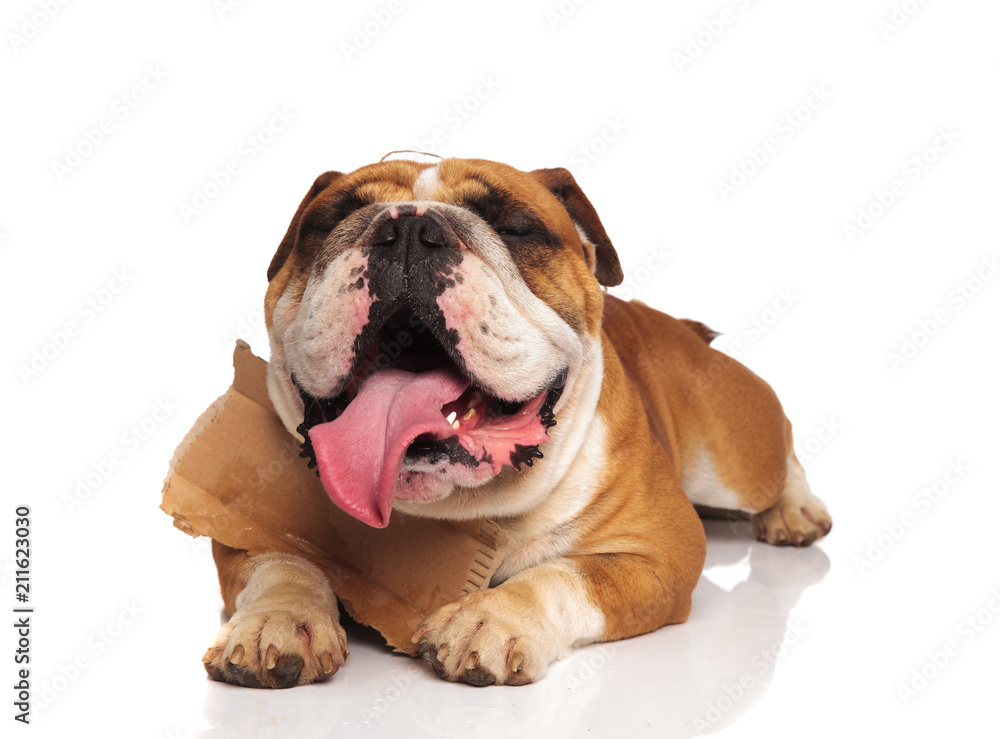 sleepy english bulldog lying with empty carton around neck