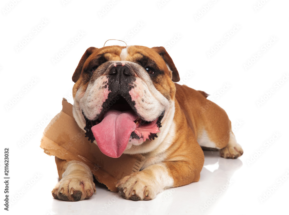 adorable english bulldog panting wants to be adopted adorable english bulldog panting wants to be adopted