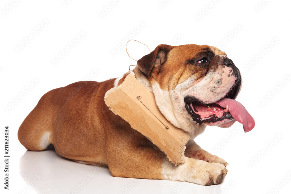 side view of beggar english bulldog lying and panting side view of beggar english bulldog lying and panting