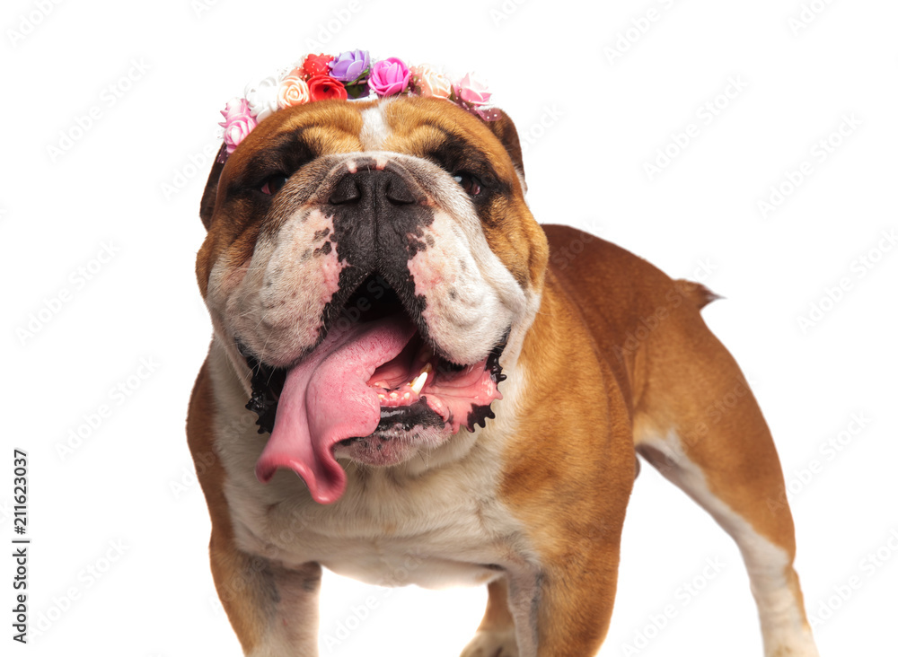 close up of lovely english bulldog with spring crown panting