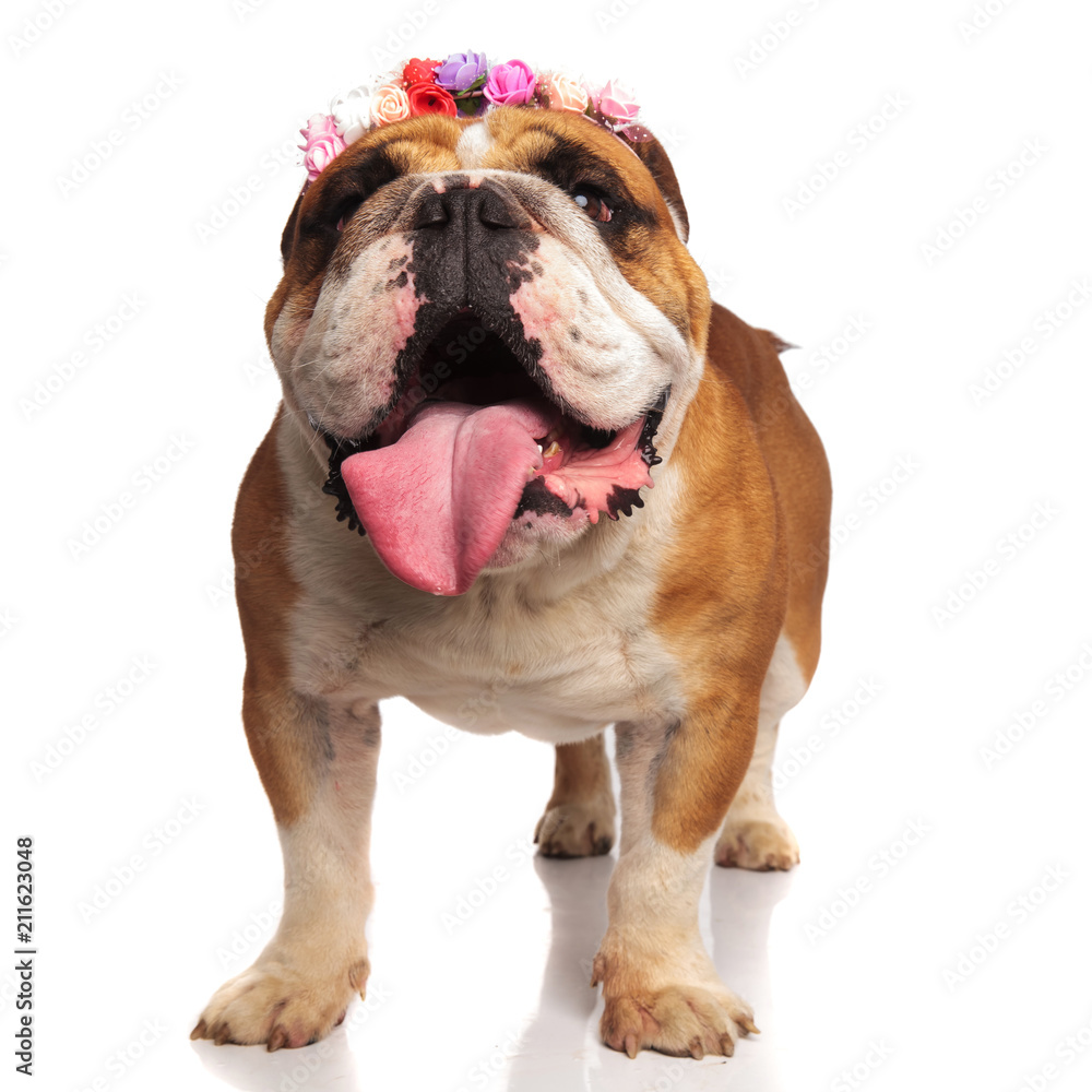 old english bulldog with colored flowers headband is excited
