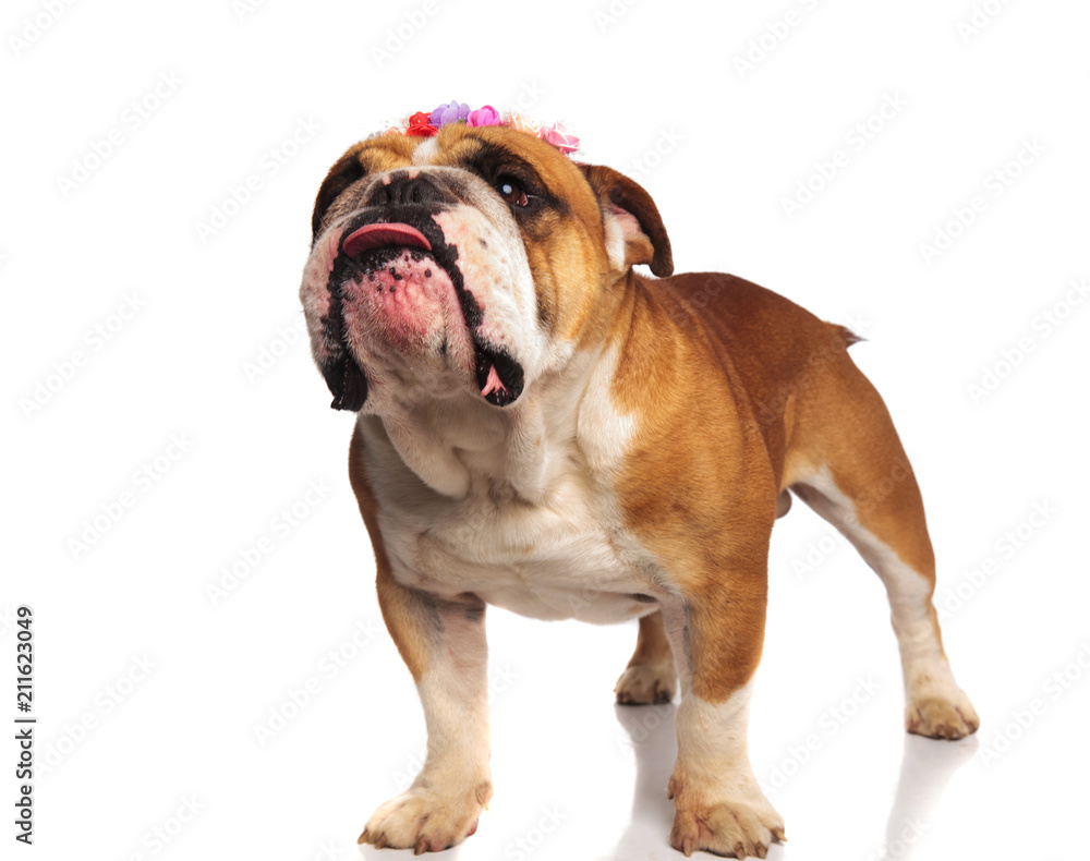 adorable english bulldog with flowers crown makes puppy eyes