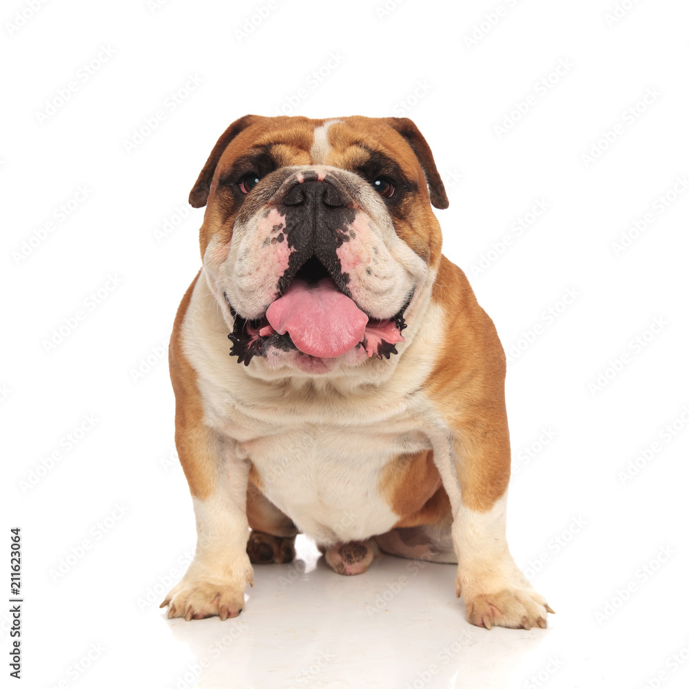 adorable seated english bulldog with mouth open and tongue exposed