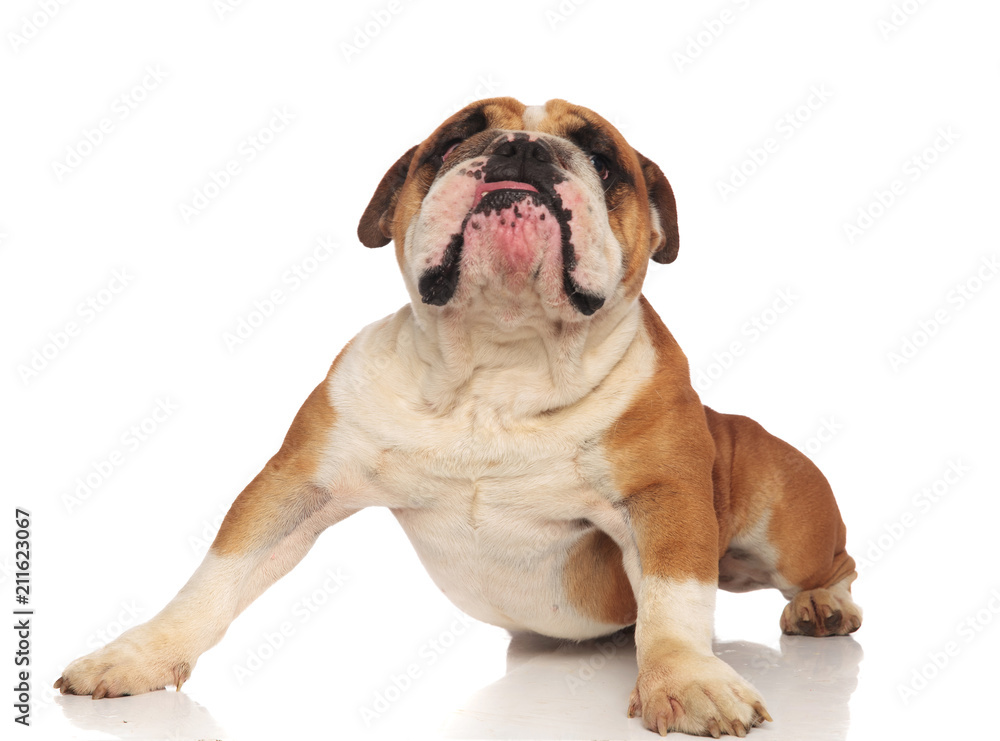 curious lying english bulldog raised to look up