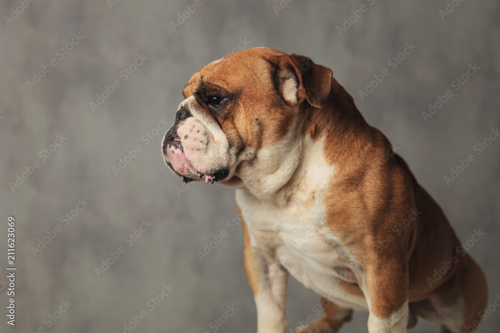 close up of seated english bulldog looking down to side
