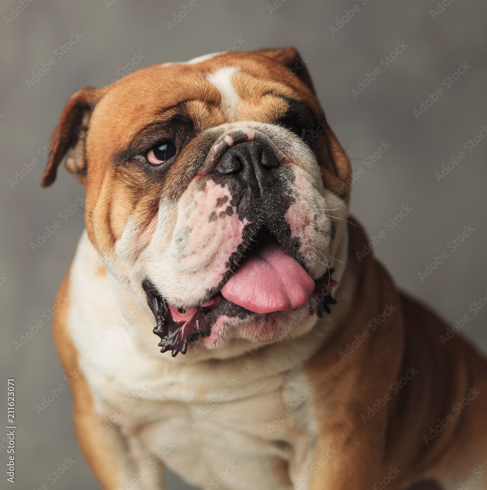 close up of old english bulldog looking up to side
