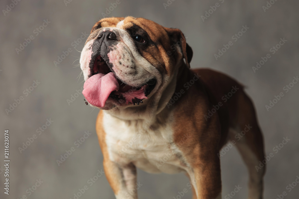 curious english bulldog looks up to side while panting