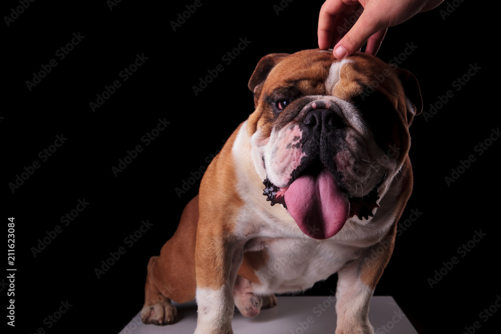 hand petting an adorable english bulldog sitting and panting