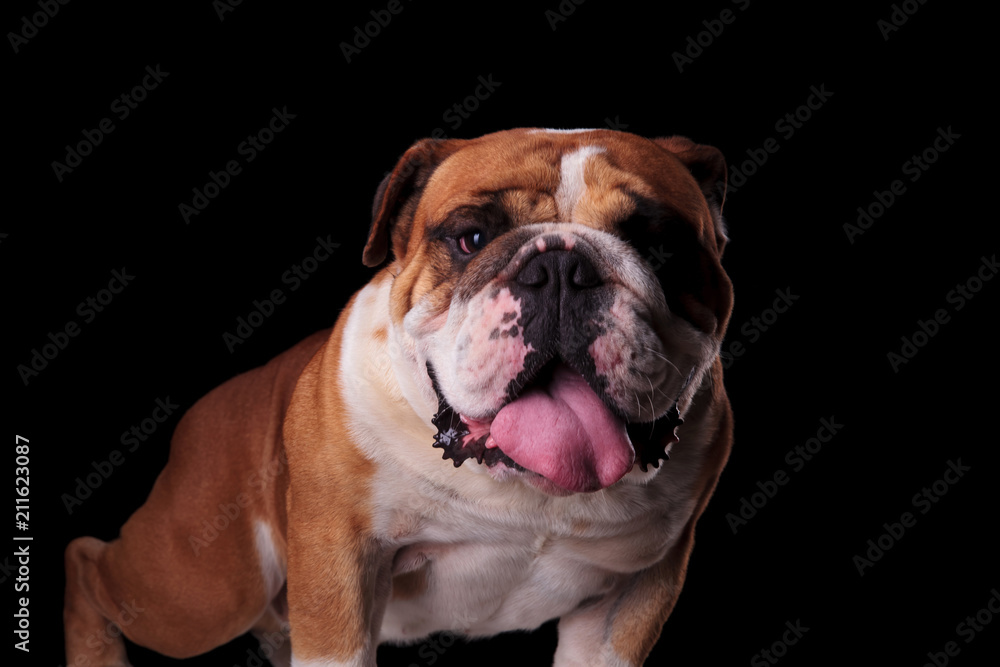 close up of brown and white english bulldog standing