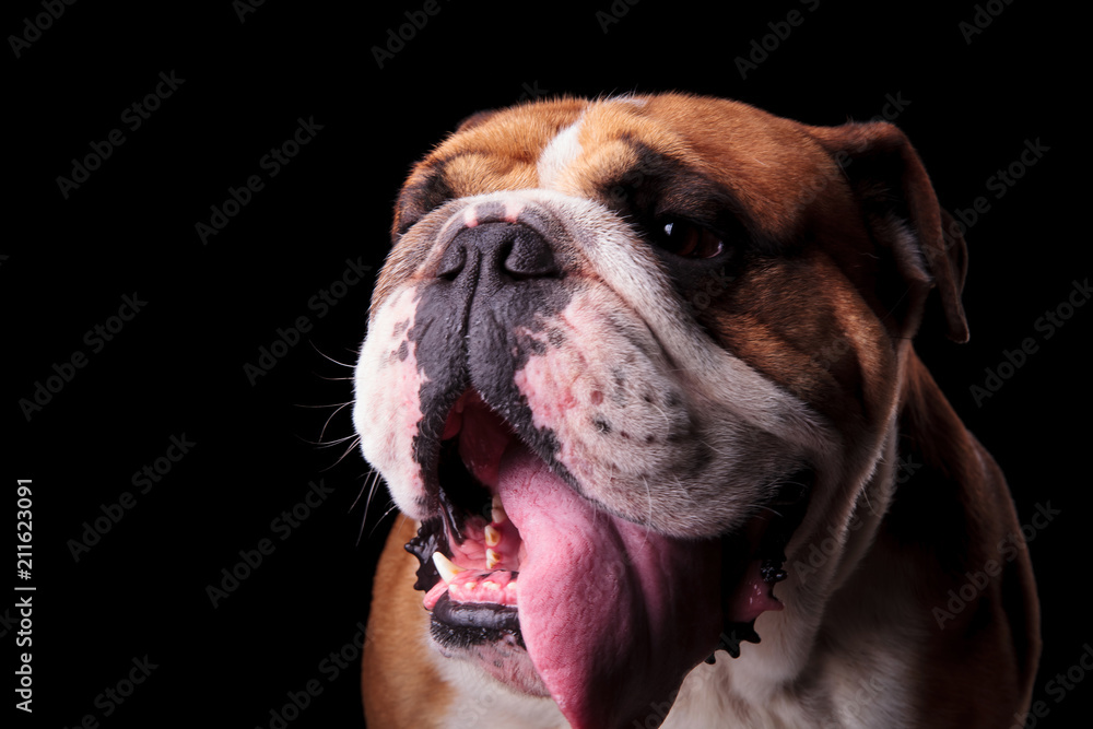 head of cute english bulldog panting and looking to side