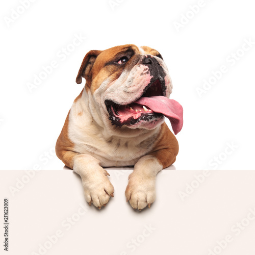 panting english bulldog lying with paws hanging looks to side