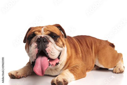 cute lying brown and white bulldog looks to side