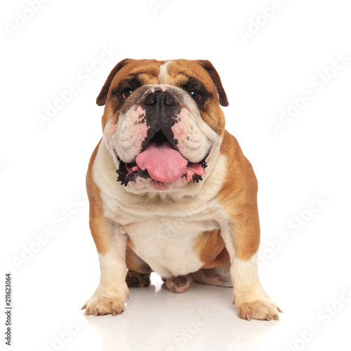 adorable seated english bulldog with mouth open and tongue exposed © Viorel Sima
