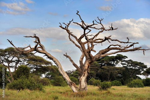 Graceful tree in the Kenyan savanna
