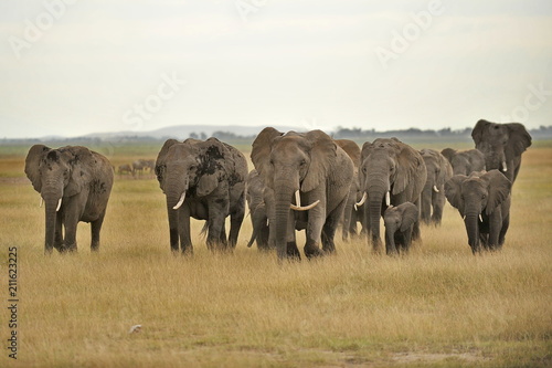 A herd of elephants goes to a watering place