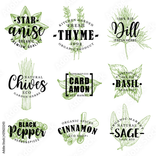 Spice or herb lettering with food condiment sketch