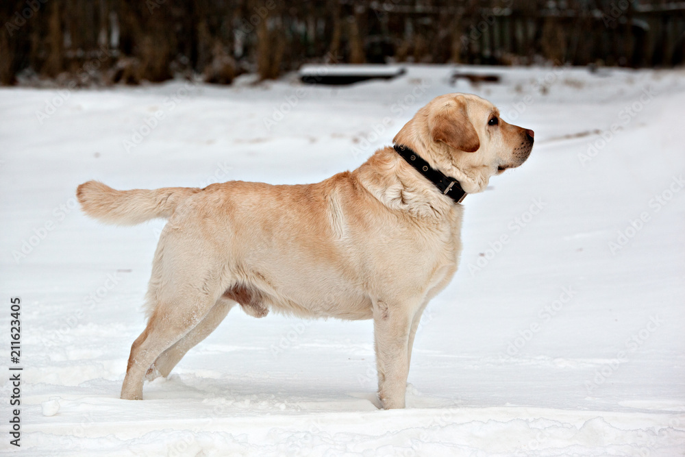 Labrador standing on a snow-covered meadow