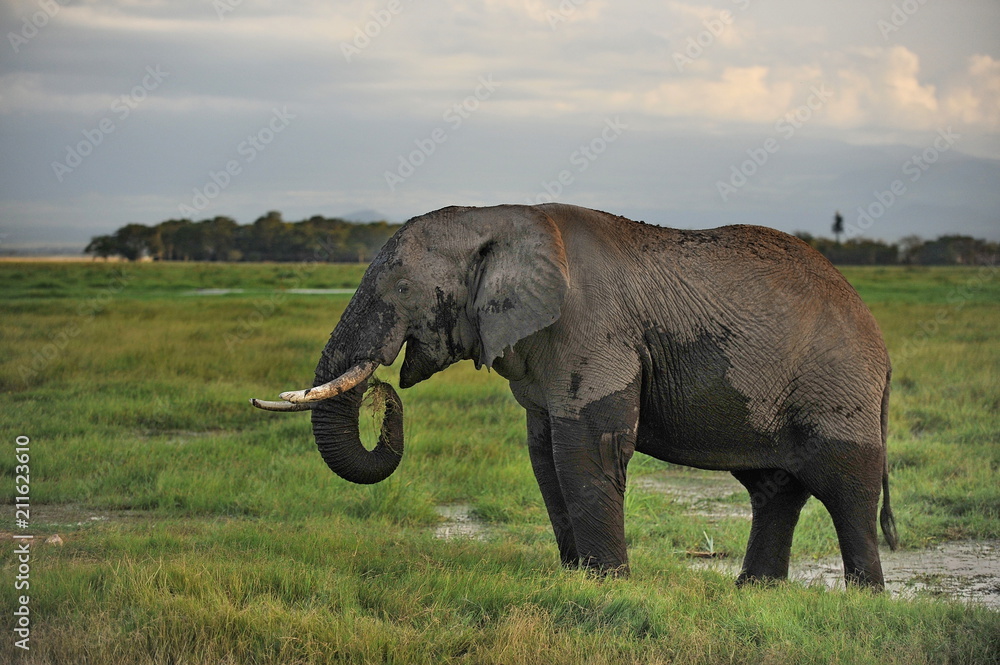 Fototapeta premium The largest animal is an elephant grazing in a meadow with green grass