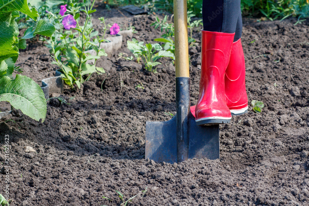 Fototapeta premium Gardener is digging soil on a bed. Female farmer digs in a garden