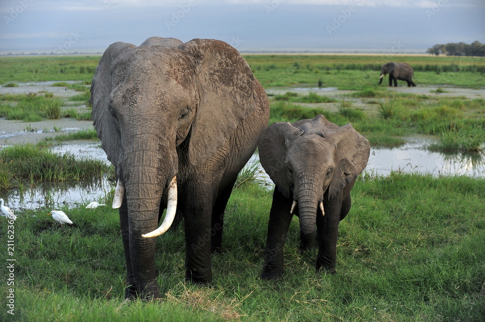 Fototapeta premium Tanzania. Elephants: adults and children