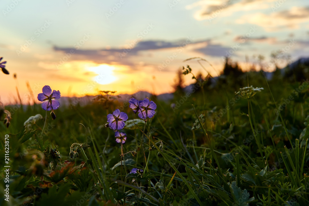 Small violet flowers in mountain landscape during sunrise in the Kok Zhailau near the city of Almaty, Kazakhstan, central Asia