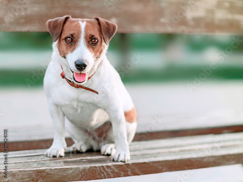 Portrait of front of cute small white and brown dog jack russel terrier sitting on wooden park bench and and looking into camera at summer sunny day