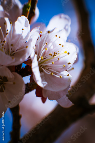 blossoming apricot close up on a sky background