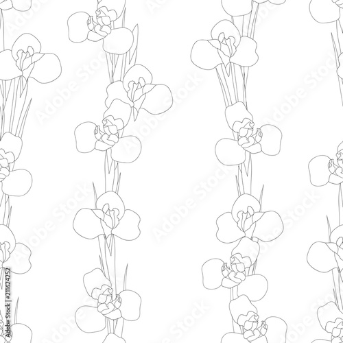 Fototapeta Naklejka Na Ścianę i Meble -  Iris Flower Outline Seamless on White Background