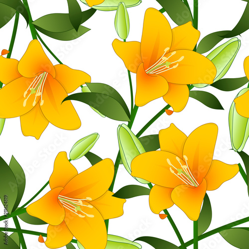 Orange Lily on White Backgr...