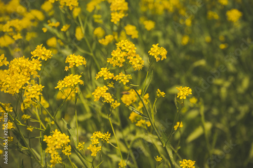 Inflorescence of Yellow flowers