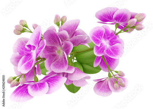 top view of purple orchid flower isolated on white background