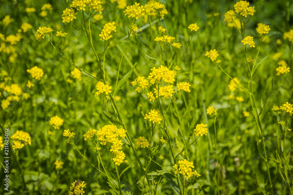 Inflorescence of Yellow flowers