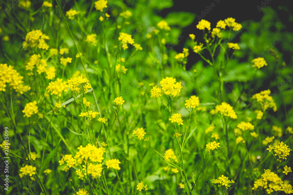 Inflorescence of Yellow flowers Inflorescence of Yellow flowers