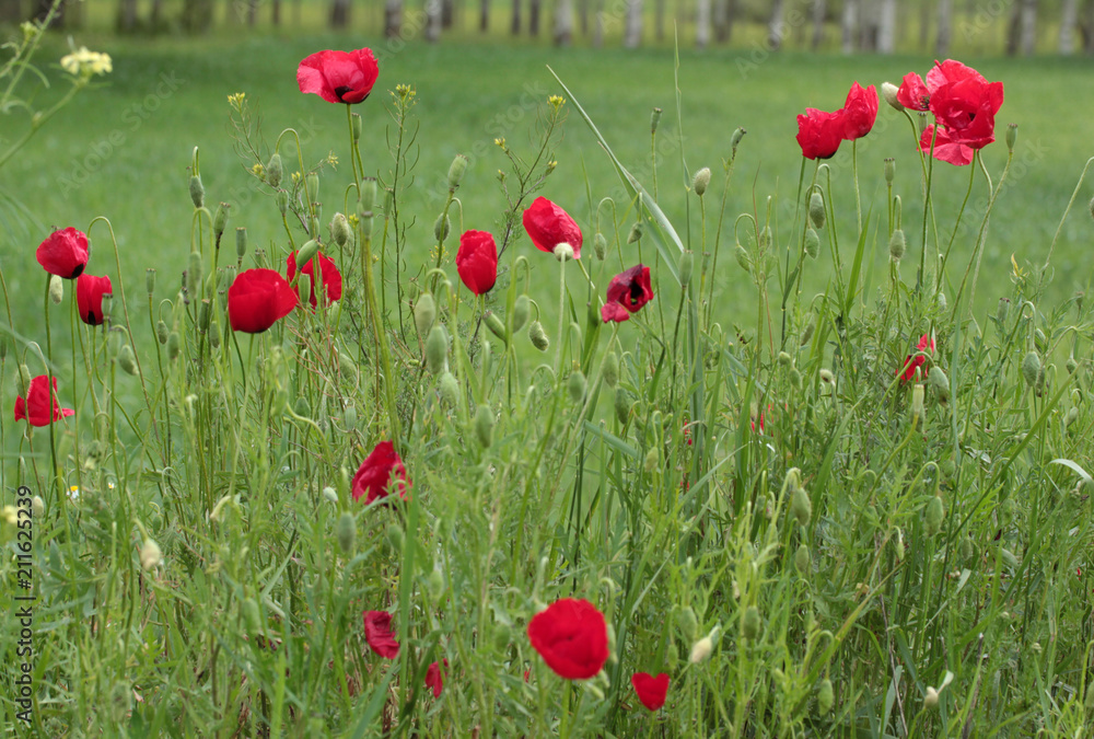 Naklejka premium Red Corn Poppy Flowers