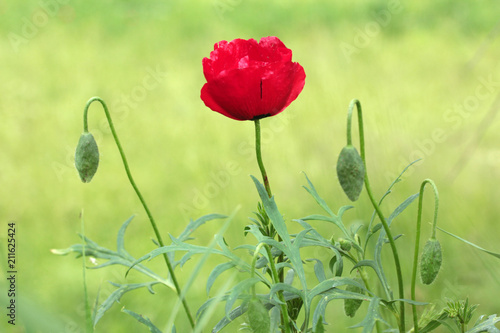 Fototapeta Naklejka Na Ścianę i Meble -  Red Corn Poppy Flowers
